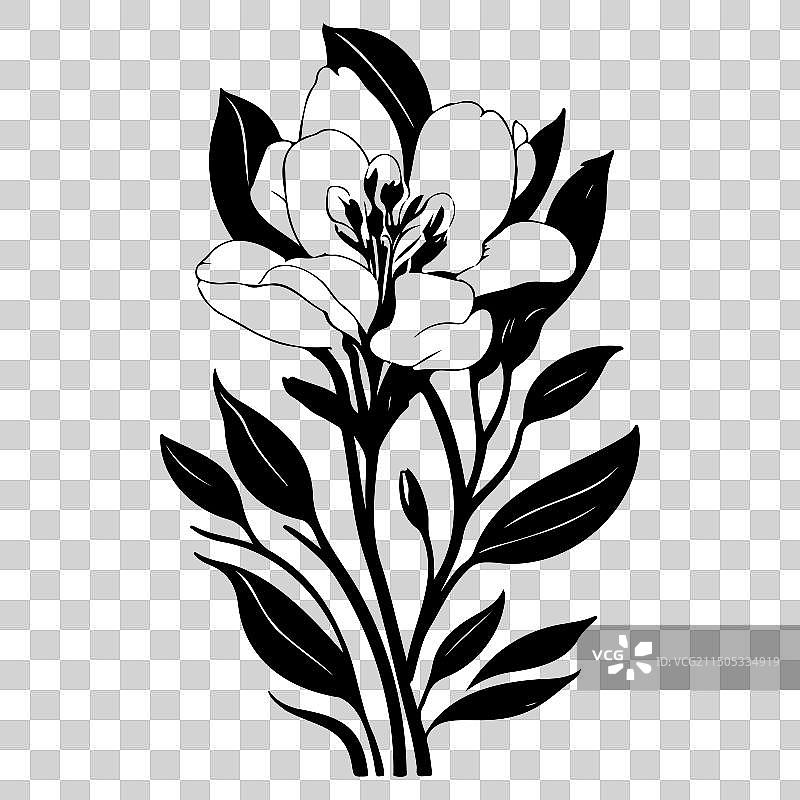 小苍兰花卉素描图片素材