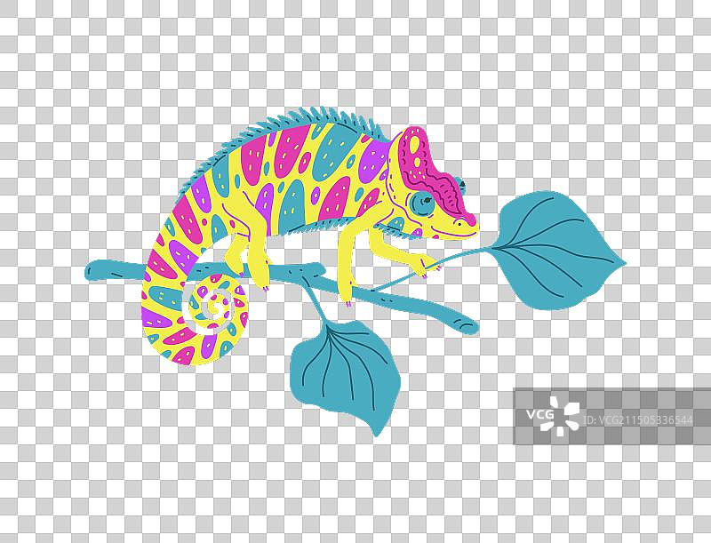 树枝上可爱花斑变色龙图片素材