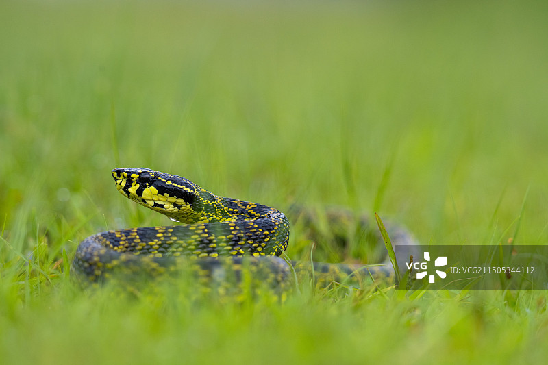 菜花原矛头蝮蛇图片素材