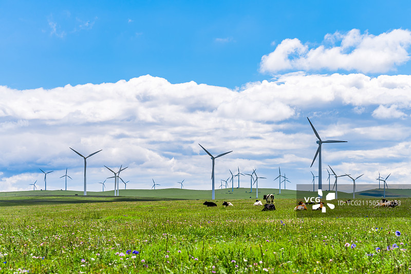 中国内蒙古辉腾锡勒草原上的风电场和牛群图片素材