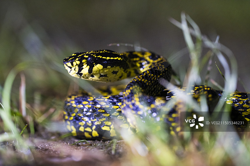 菜花原矛头蝮蛇图片素材