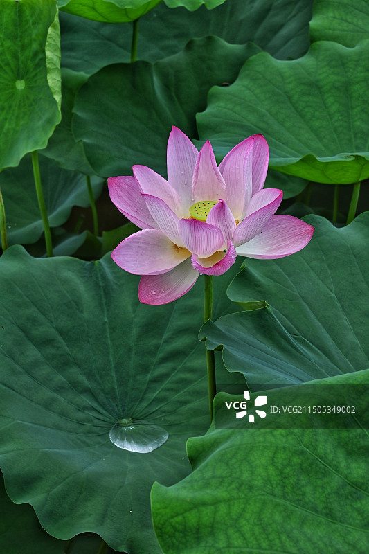 菡萏荷花始盛开图片素材
