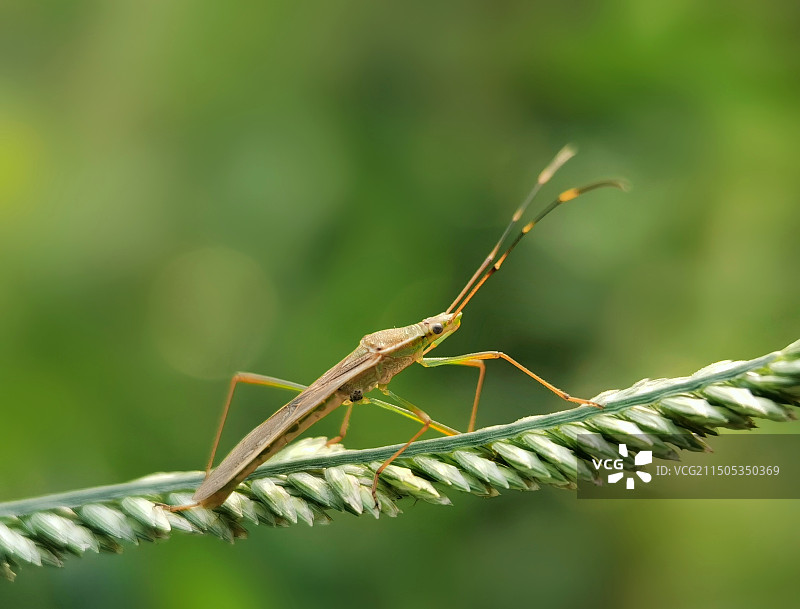 行走在铁索桥上图片素材
