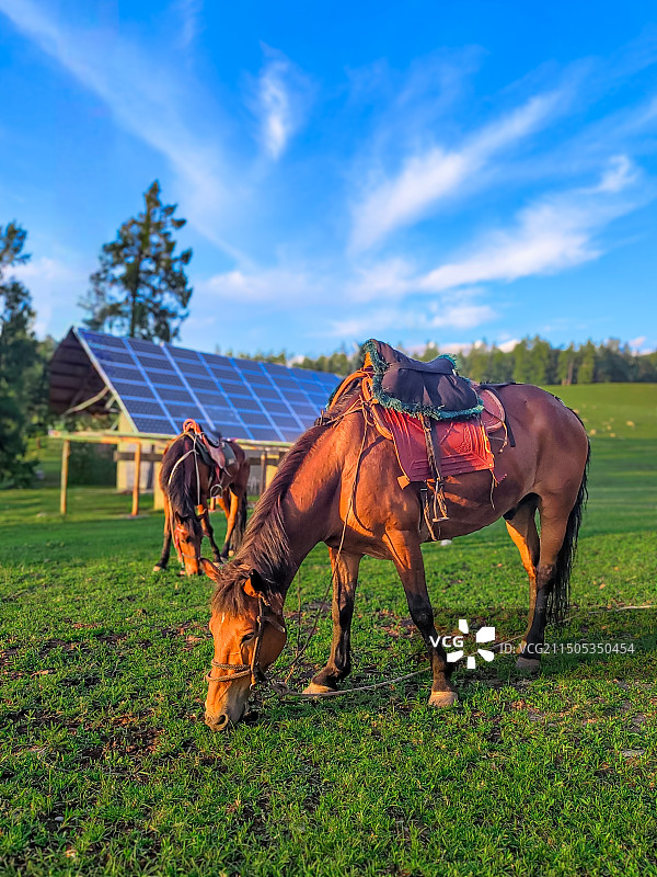 草地上的马图片素材