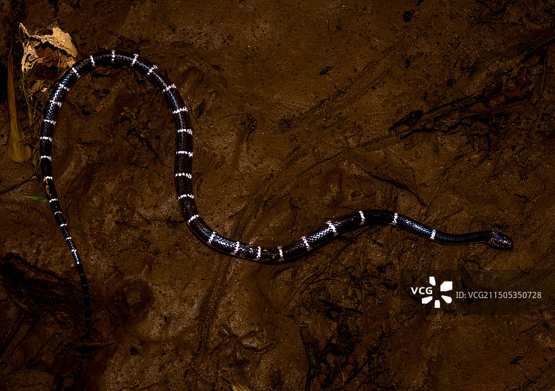 素贞环蛇图片素材