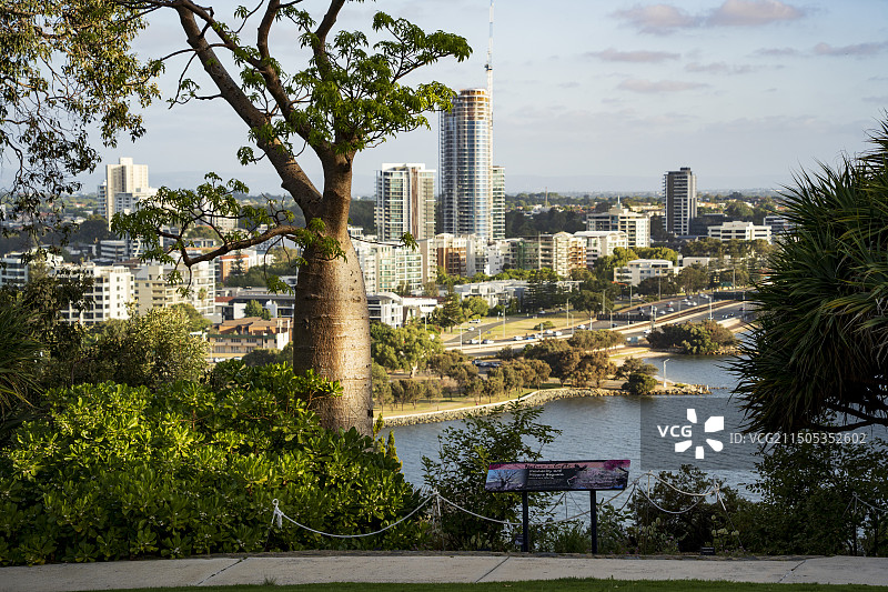 面包树下图片素材