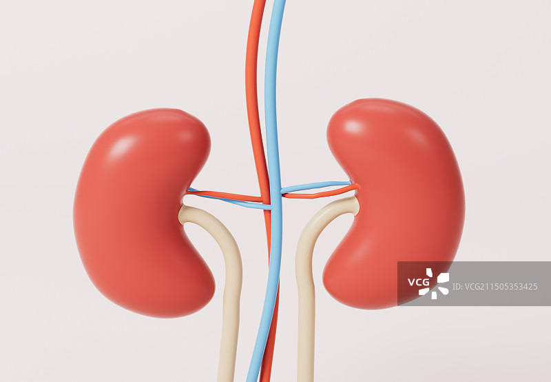 人体器官肾脏3D插画图片素材