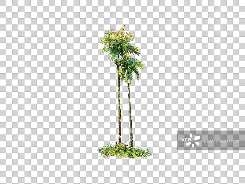 古风水墨元素插画-热带植物之槟榔图片素材