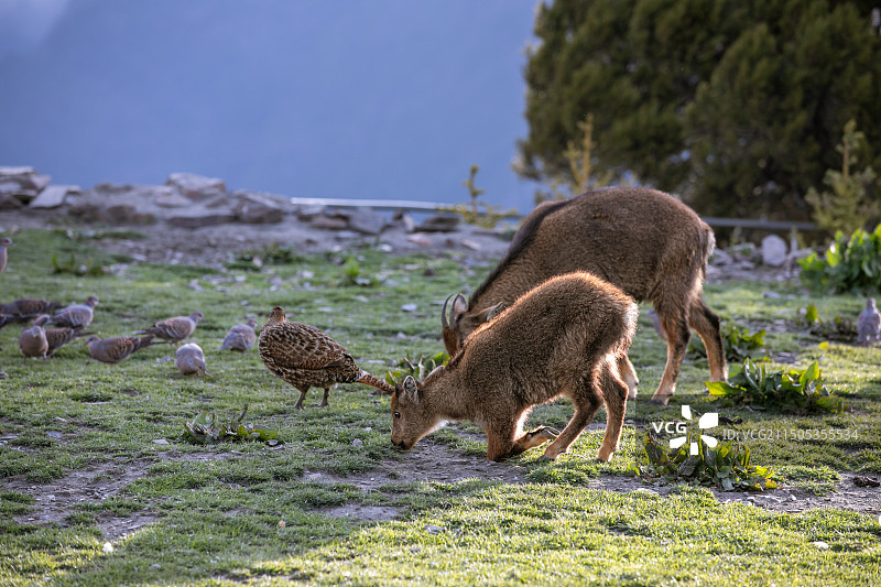 喜马拉雅斑羚图片素材