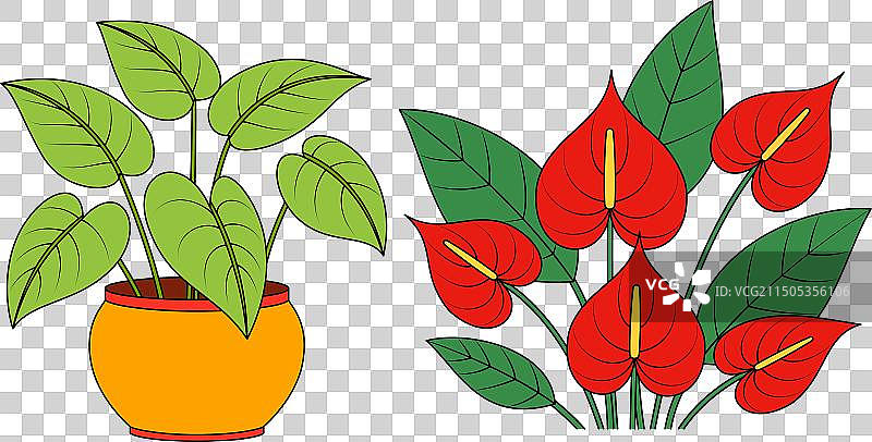 盆栽花叶芋和花卉图案图片素材