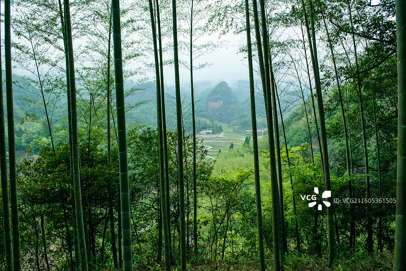 泰宁李家岩景区竹林.jpg图片素材