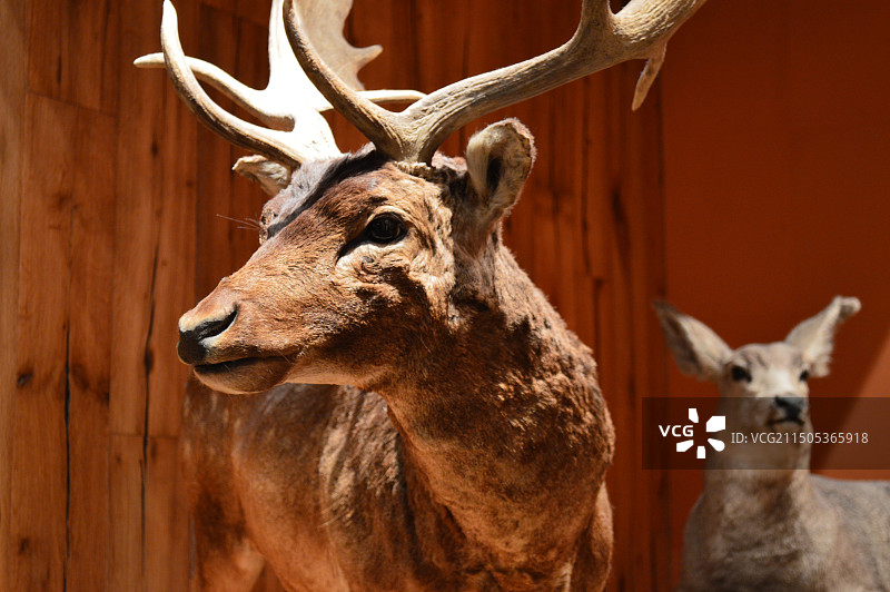 自然博物馆鹿的标本特写镜头图片素材