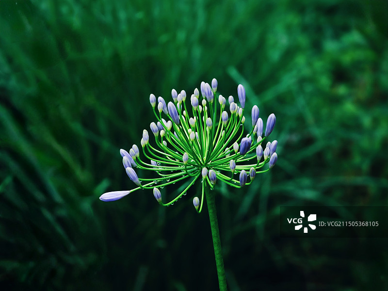 含苞欲放的百子莲图片素材