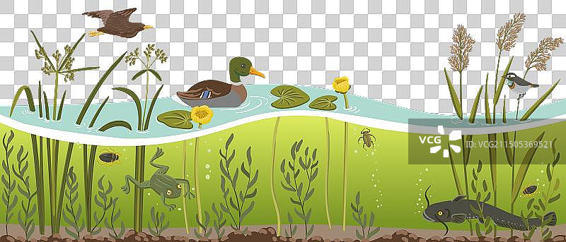 绘画河流植物和鸭子图片素材