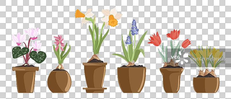 盆栽球根植物绘画图片素材