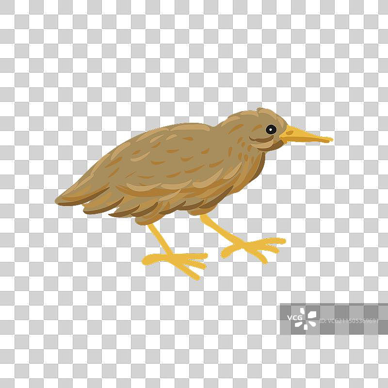 手绘大麻鳽鸟图片素材