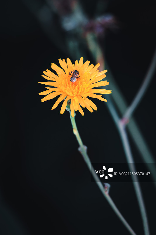 夏荷之韵图片素材