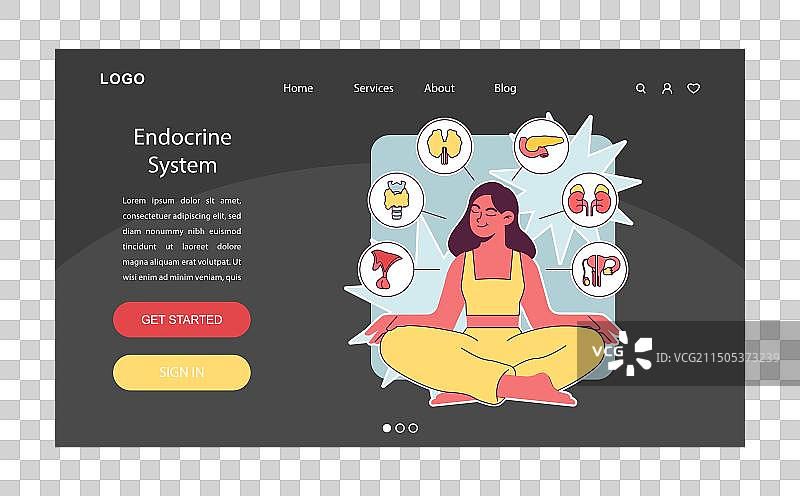 内分泌系统器官与疾病人体腺体图片素材