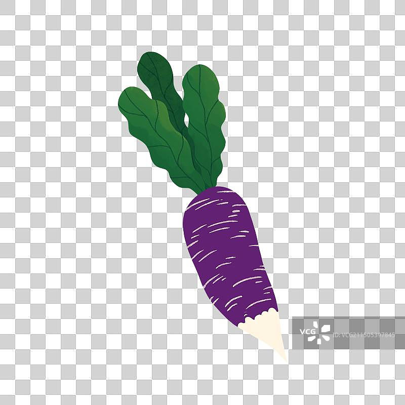 紫萝卜免抠插画素材图片素材
