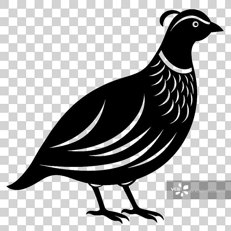 白色背景上的鹌鹑侧面图图片素材