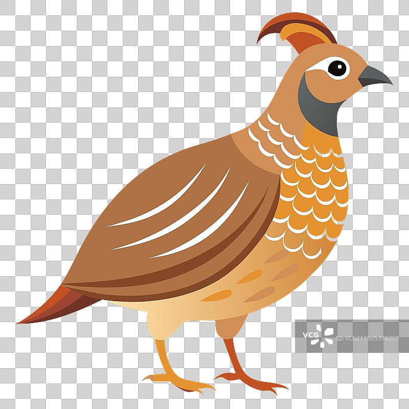 白色背景上的鹌鹑侧面图图片素材