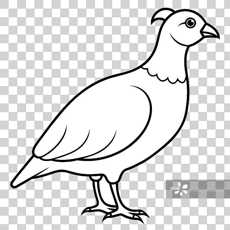 白色背景上的鹌鹑侧面图图片素材