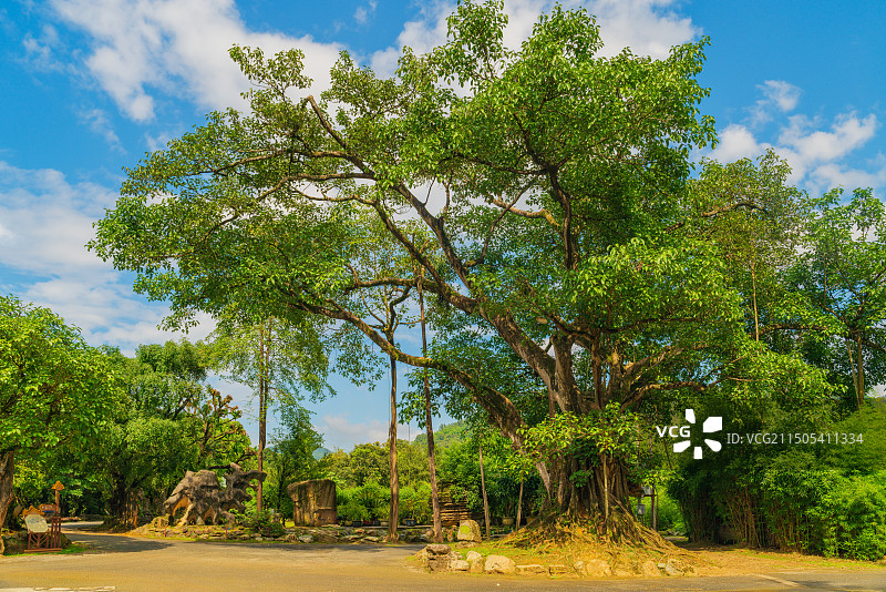 云南省德宏傣族景颇族自治州芒市勐巴拉哪西珍奇园高山榕图片素材