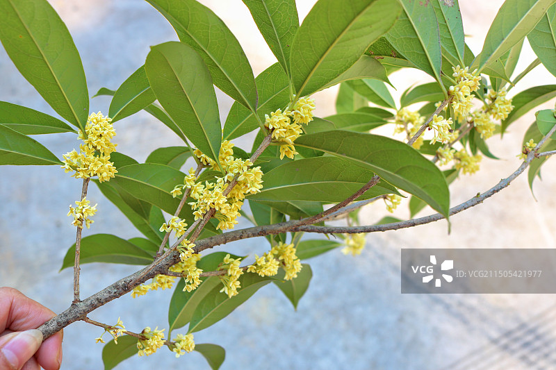 秋天的桂花图片素材