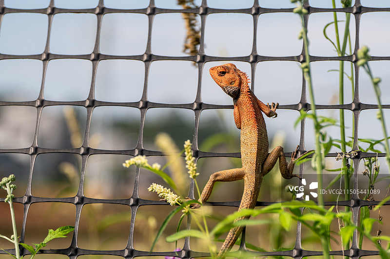 豪爵uhr150图片素材