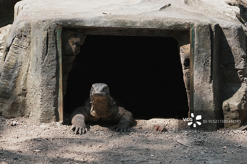 陆地上蜥蜴的特写镜头图片素材