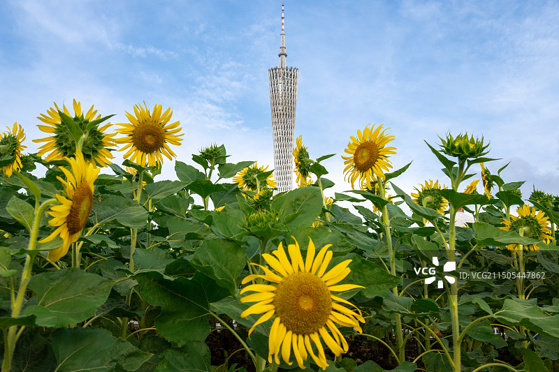 广州宏城花园向日葵广州塔合影图片素材