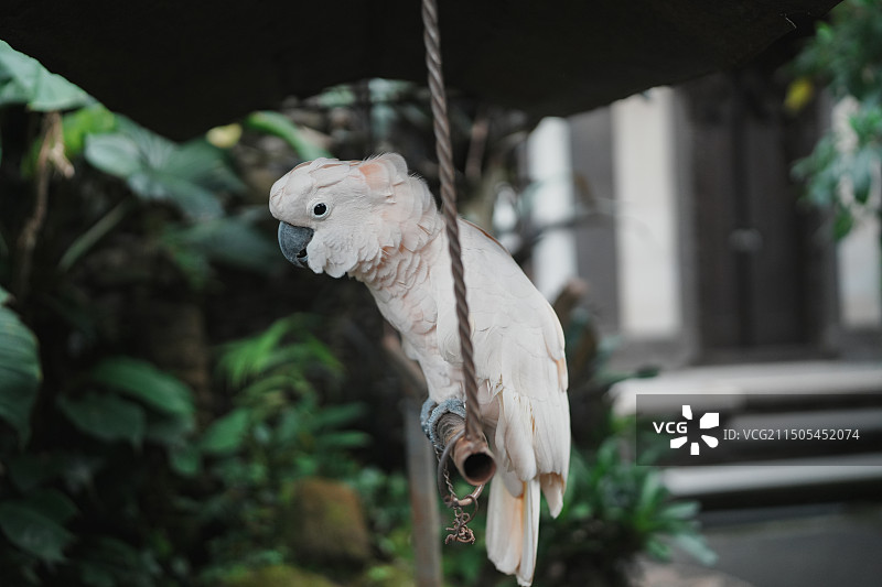 鹦鹉站立栖息的特写镜头图片素材