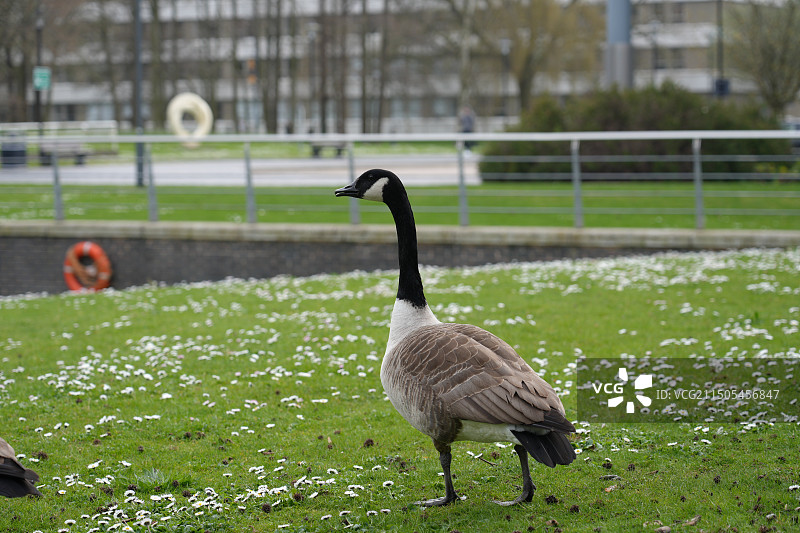 华威大学鹅图片素材