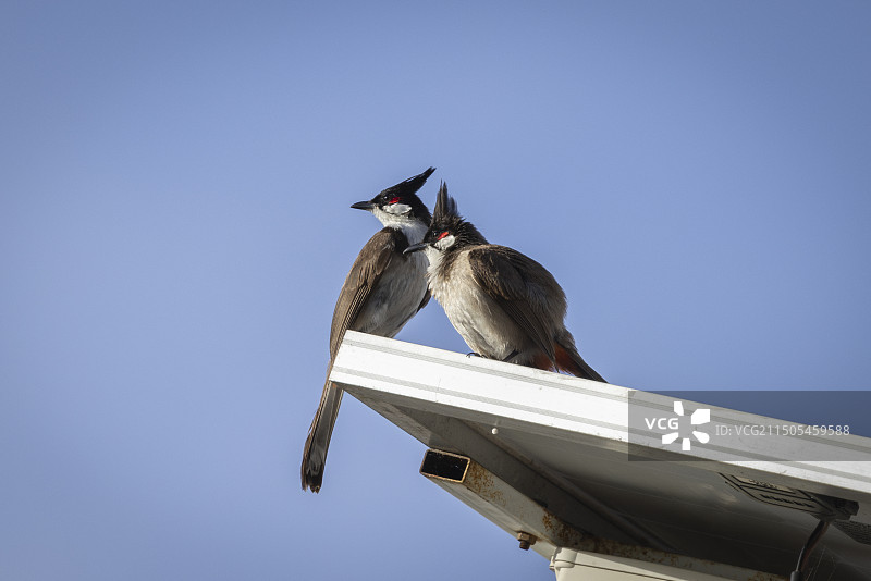 红耳鹎图片素材