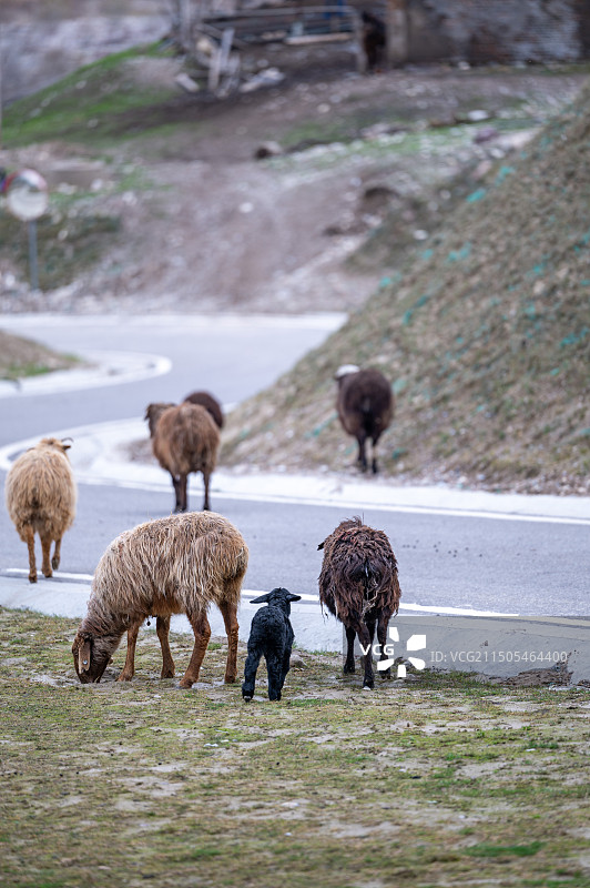 初春的新疆伊犁霍城县大西沟羊群图片素材