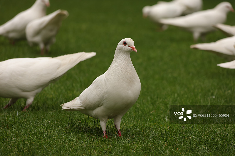 鸽子图片素材