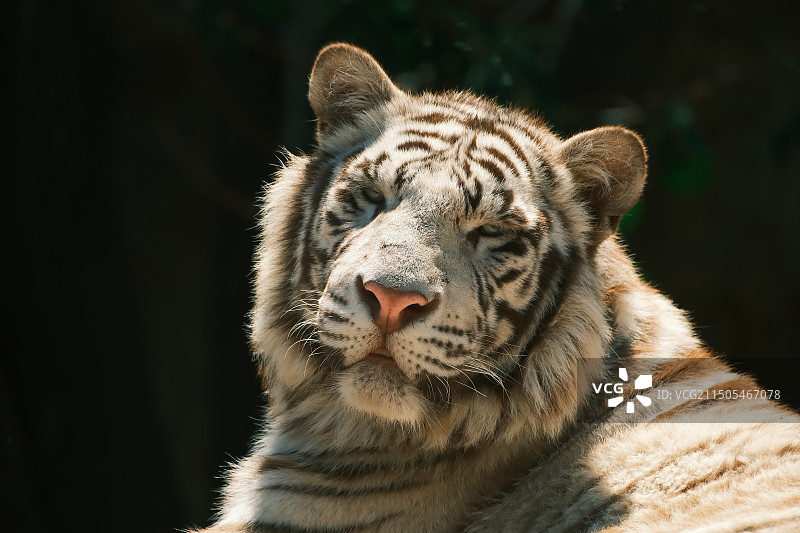 白虎特写图片素材