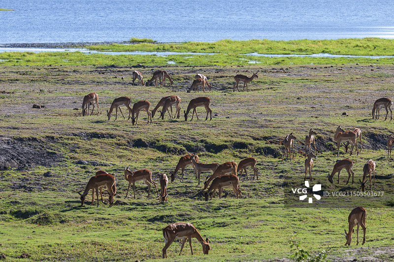 羚羊群a图片素材