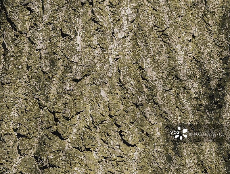 毛泡桐树皮图片素材