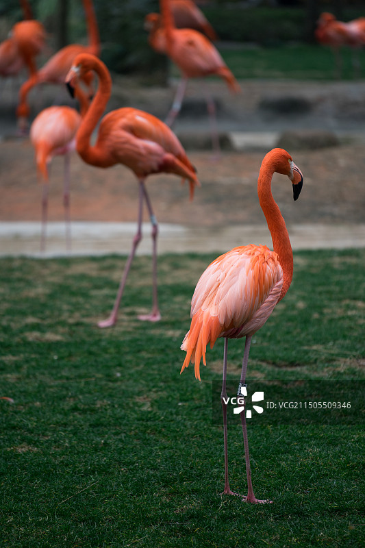草地上的火烈鸟群图片素材
