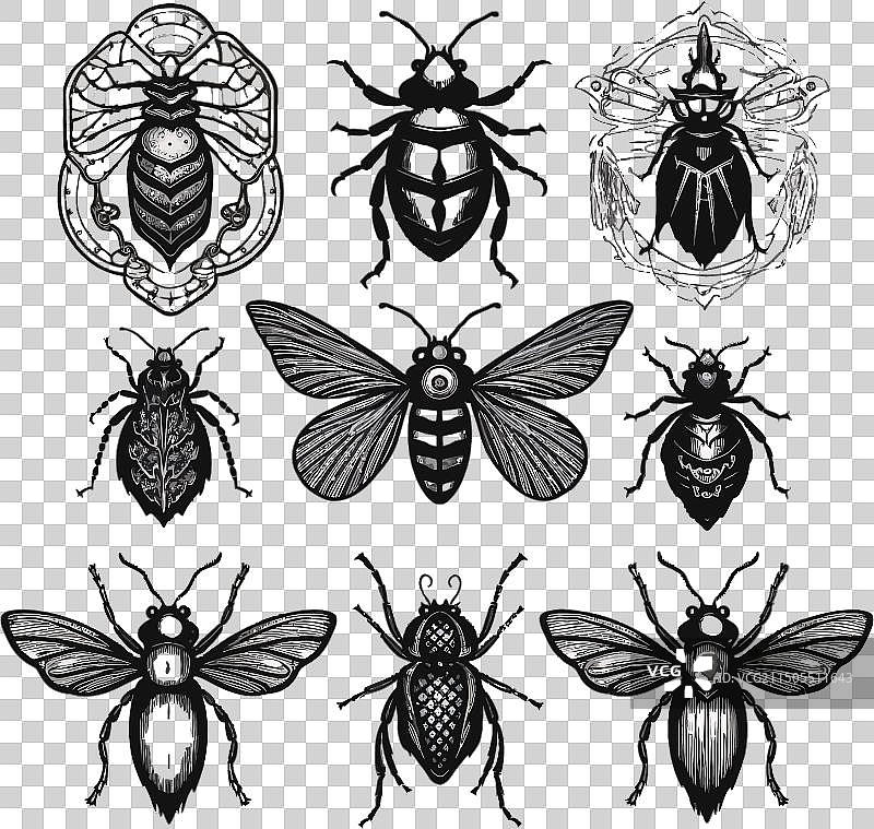 白色背景上的昆虫黑色纹身剪影图片素材