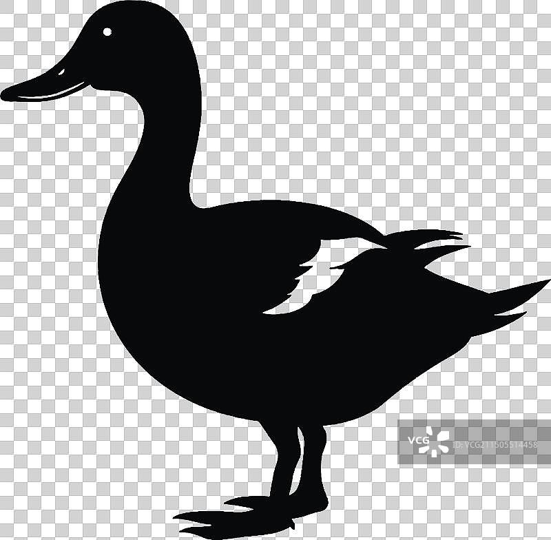 白色背景鸭子纹身黑色剪影图片素材