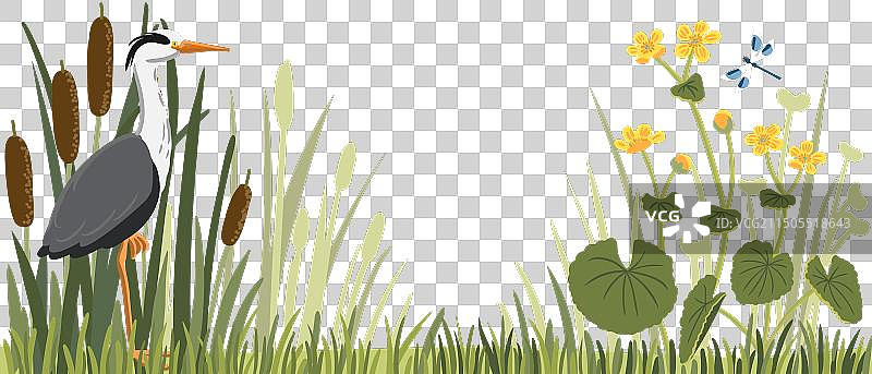 灰色苍鹭和植物绘画图片素材