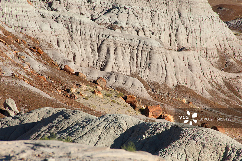 树化石国家公园地理风貌图片素材