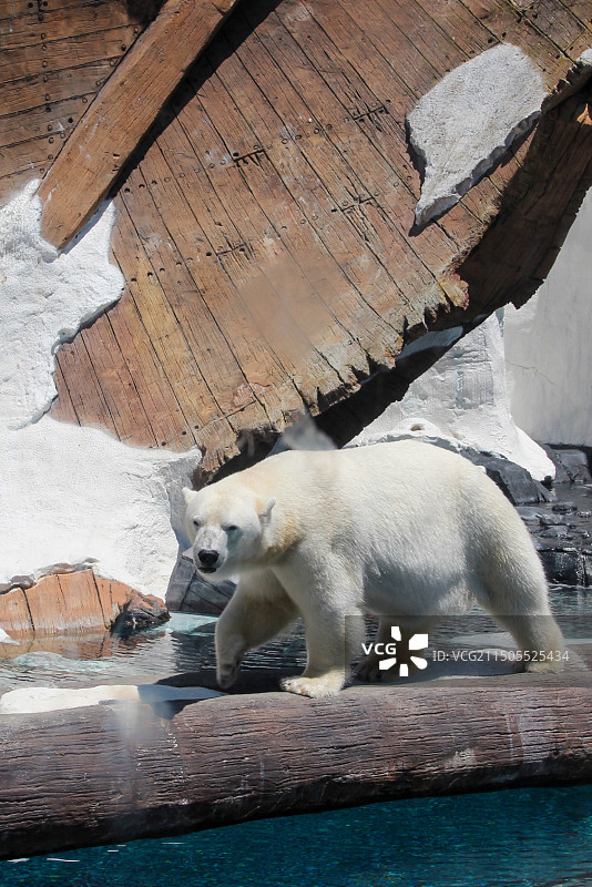 动物园里的北极熊图片素材