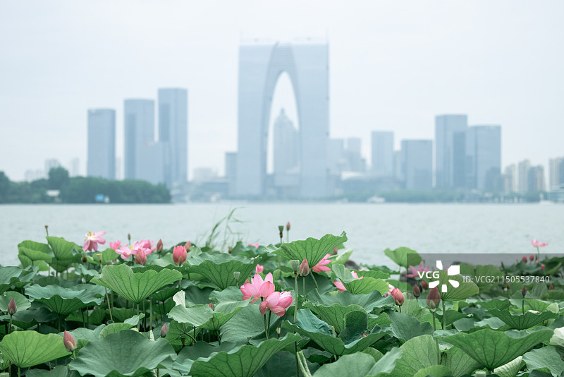 东门之门与荷花同框图片素材