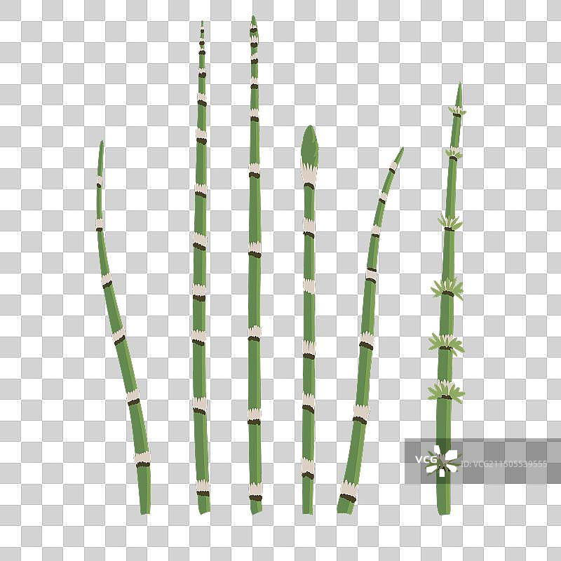 野生植物：粗糙的马尾图片素材