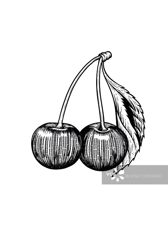樱桃黑白木版画单色线条插画图片素材
