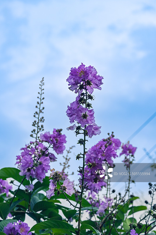 大花紫薇图片素材