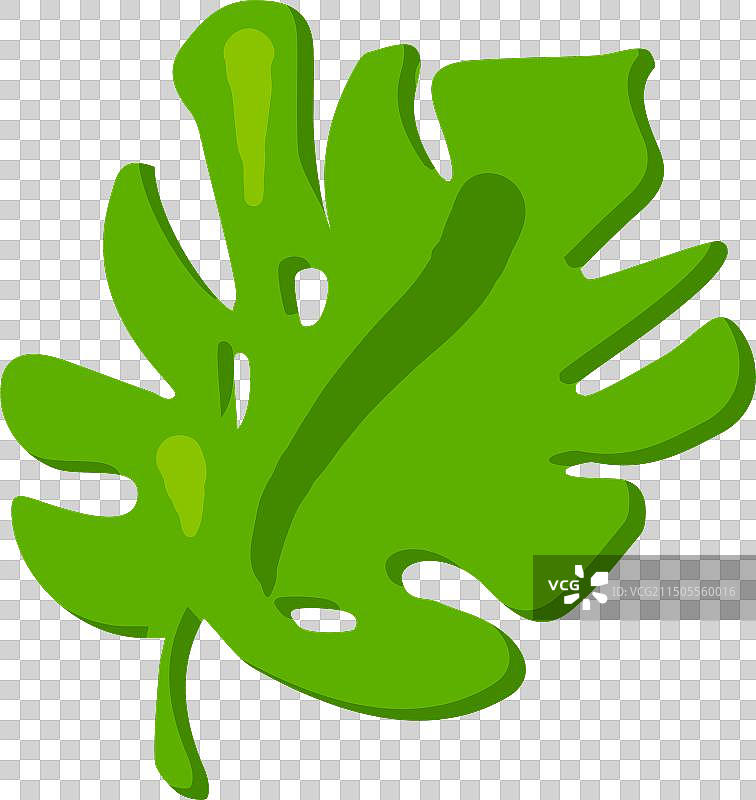 带孔的蓬莱蕉叶，异国情调的粗心叶子图片素材